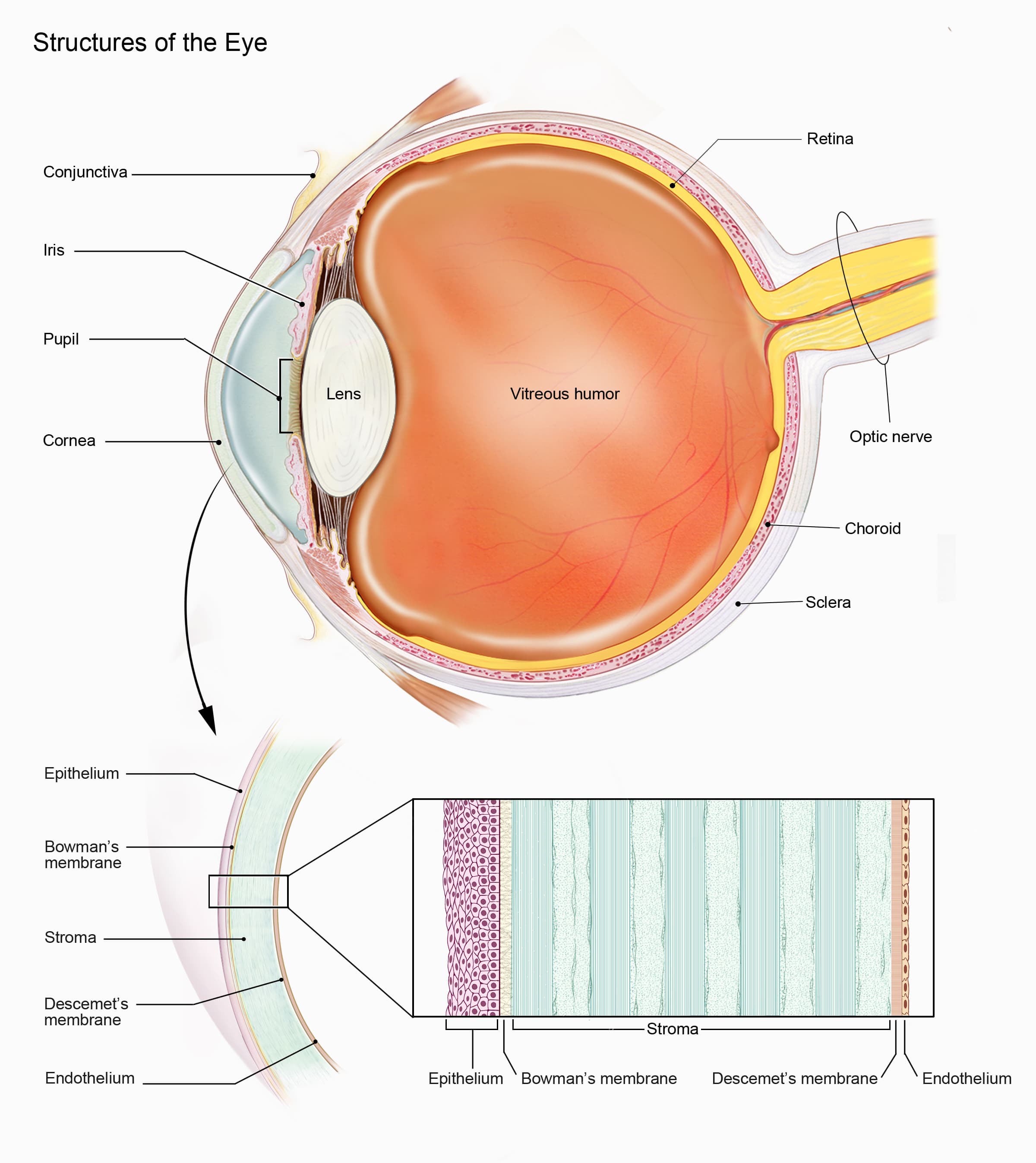 Eye anatomy and corneal layers. Partial transplants replace particular layers according to the affected area of the cornea.
