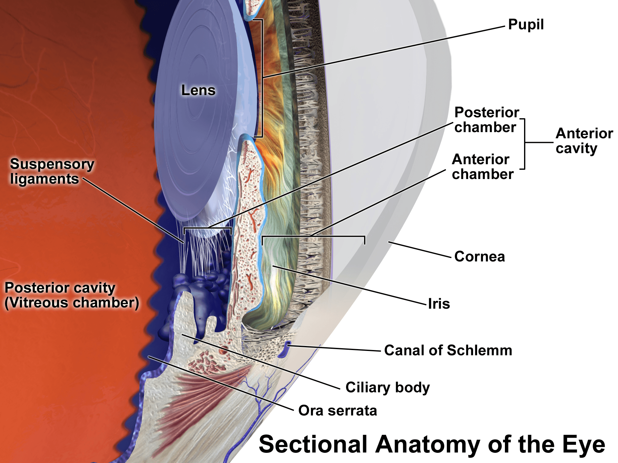 An illustration of the front of the eye, including the cornea and lens. Eye measurements help plan the artificial lens for cataract surgery.