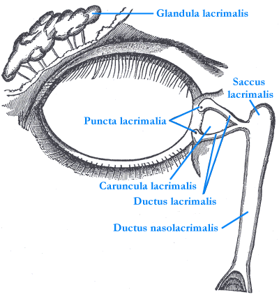 An anatomical illustration of tear production and drainage. Tears pass through small openings in the eyelids to the lacrimal sac and then through the drainage duct toward the nose.